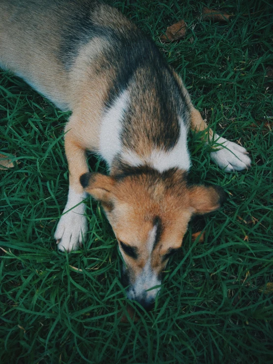 a dog has its head down in the grass