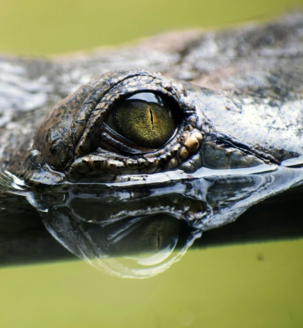 the eye of an alligator with a thick body and head