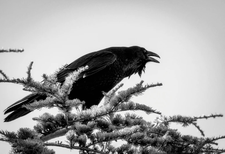 a black crow is perched in a tree