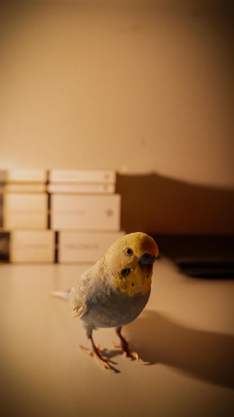 a small yellow bird sitting on a table