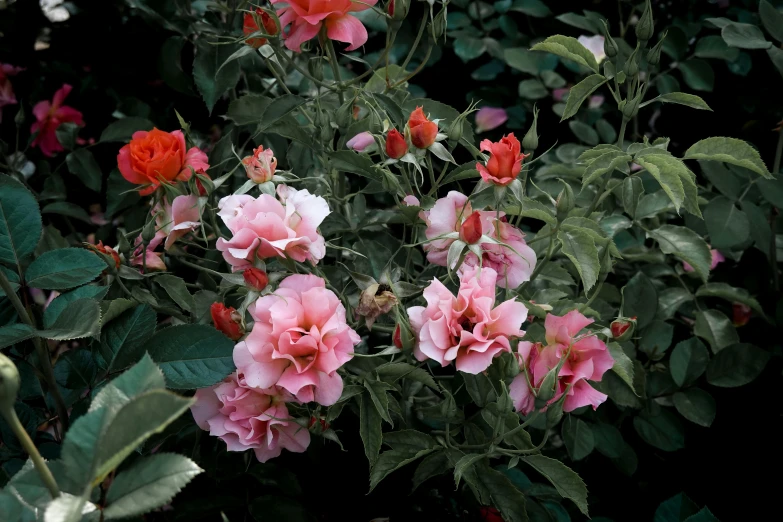 many pink flowers bloom in the middle of a large garden