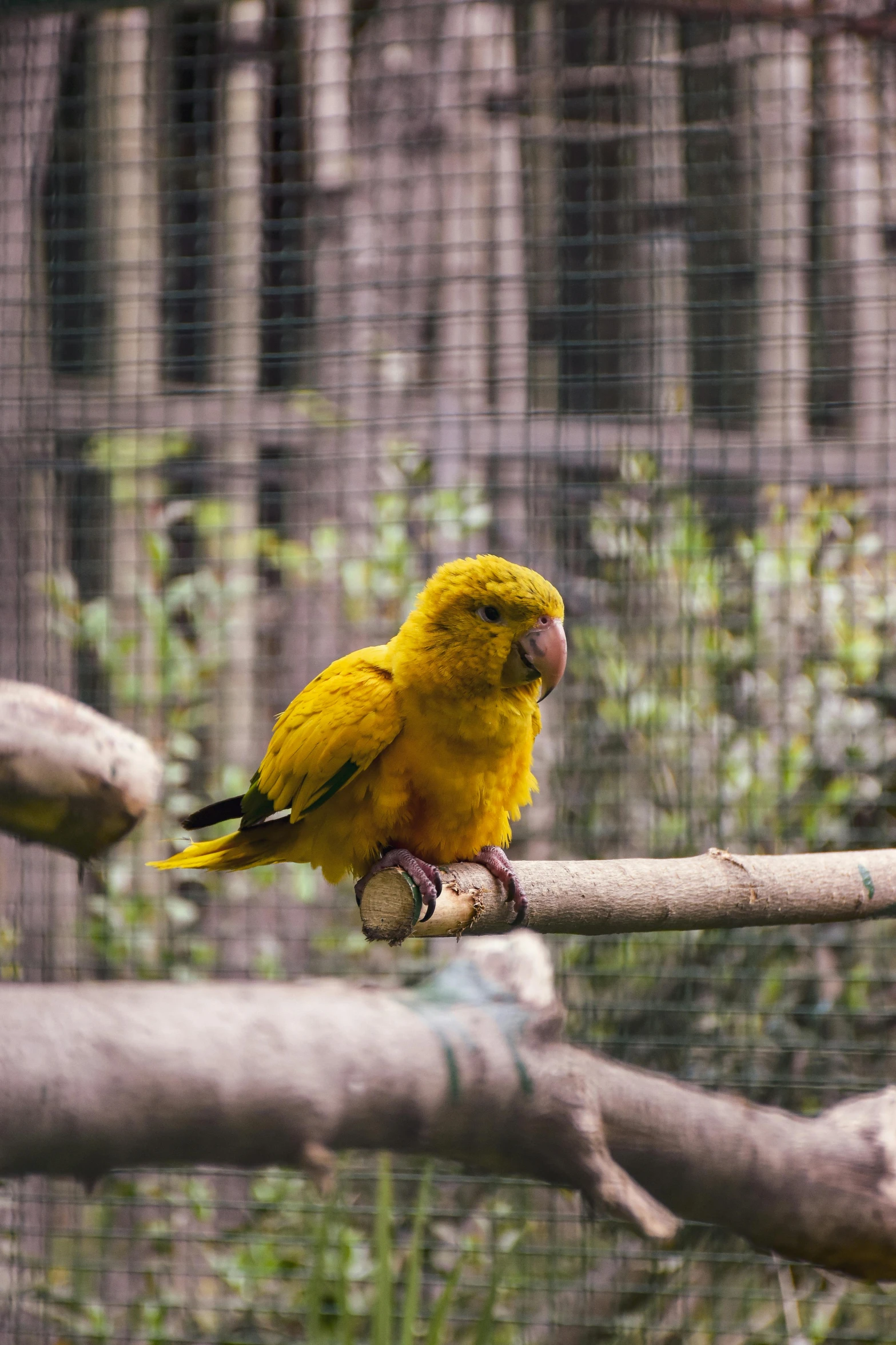 a yellow bird sitting on a nch of some kind of tree