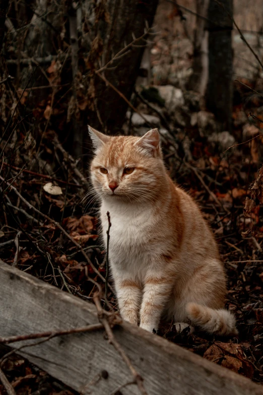 an orange and white cat sitting on top of dirt