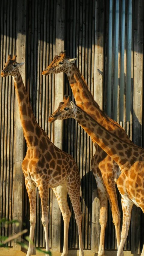 three giraffe standing next to each other on a dirt ground