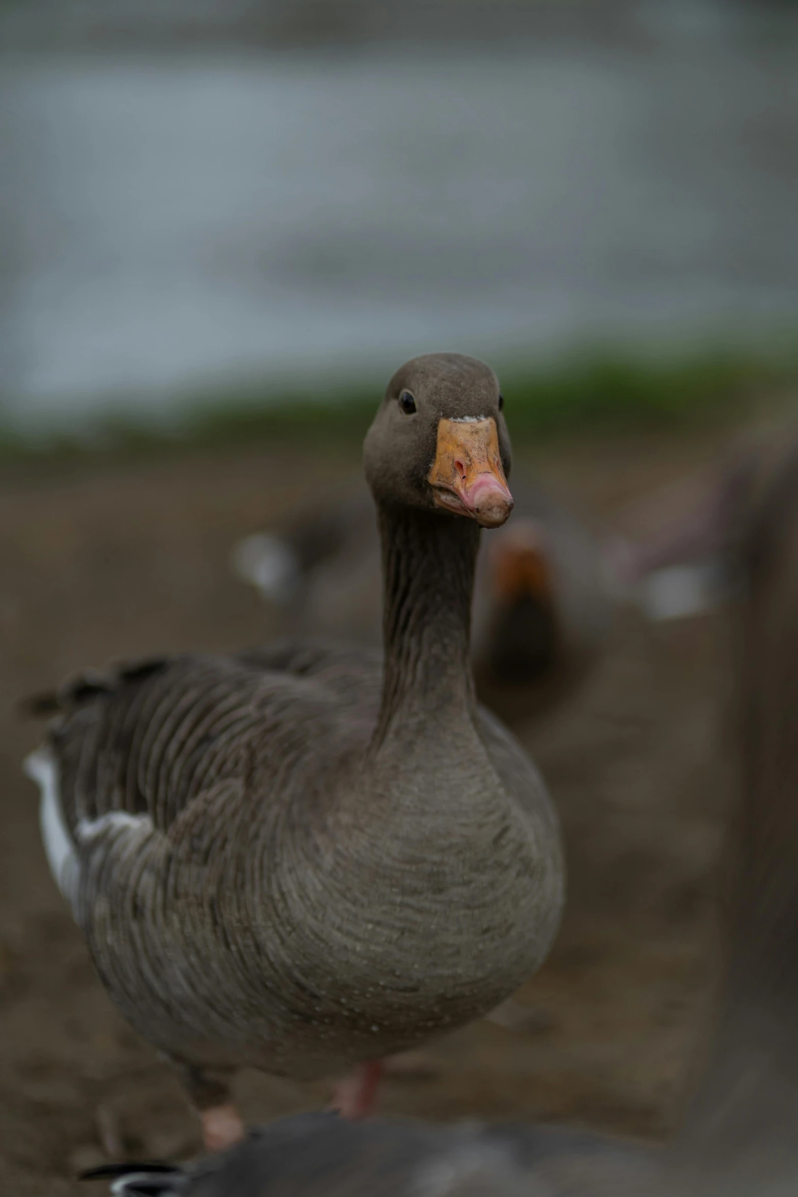 two gray ducks in a field next to water