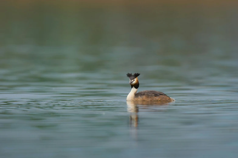 a duck is floating on the water in a lake