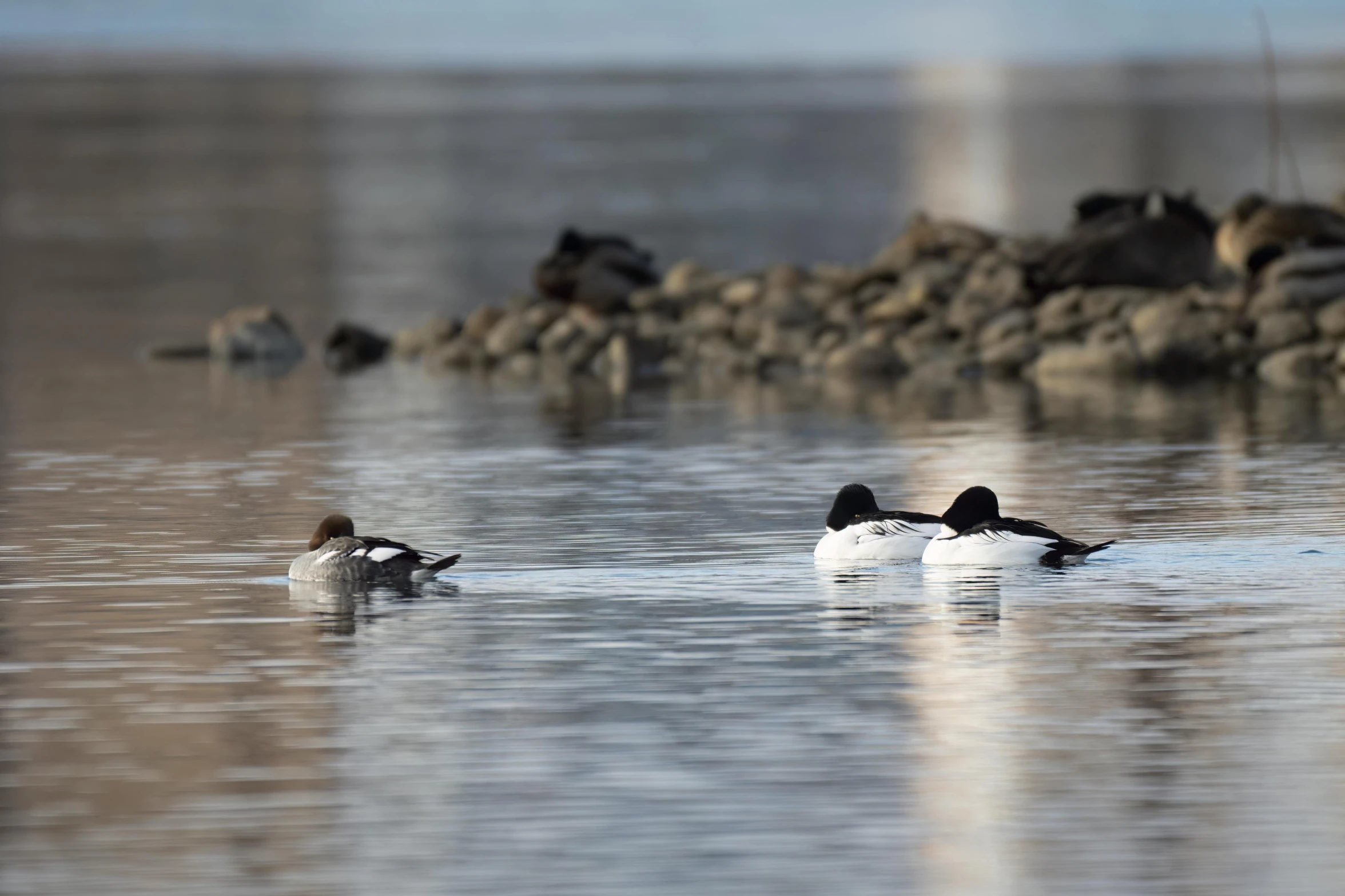 a pair of ducks floating on the water