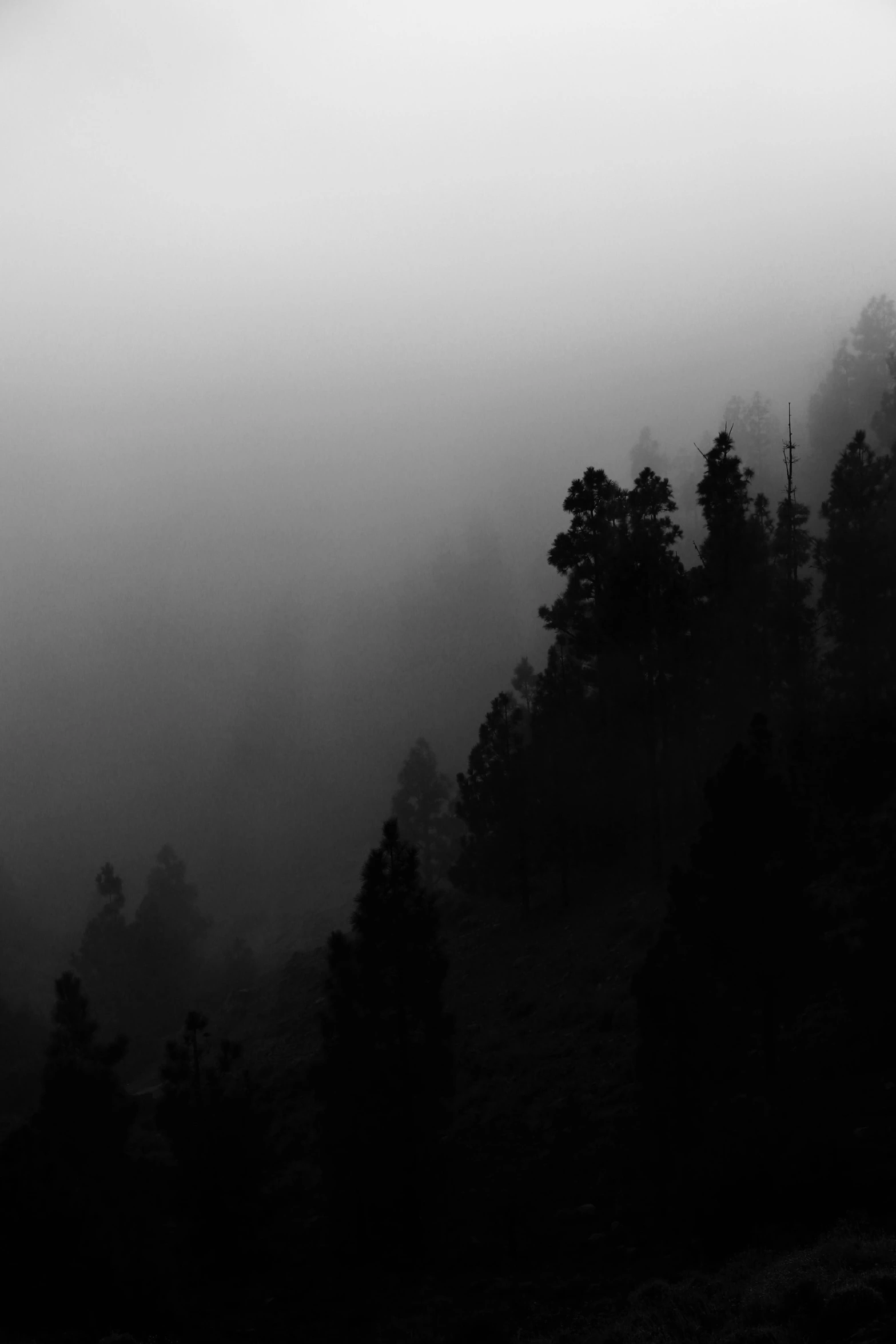 a view of a hill that has trees in it and fog over the top