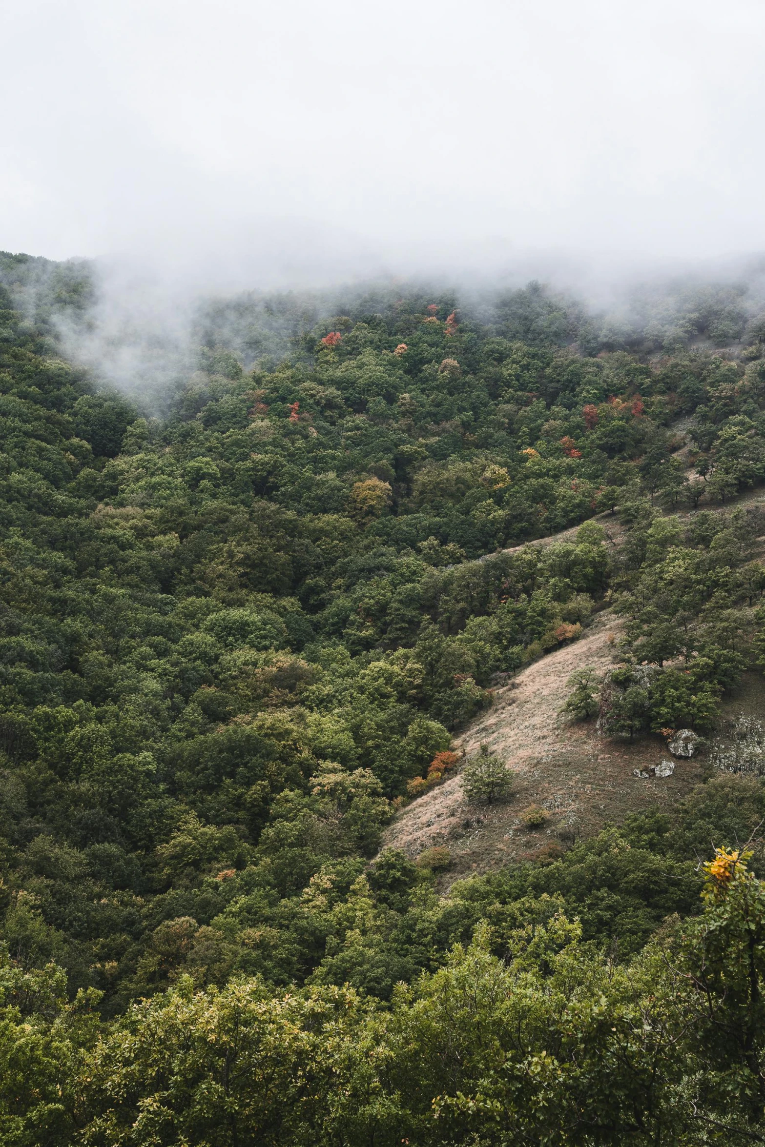 a hill with many trees and shrubs in the foreground