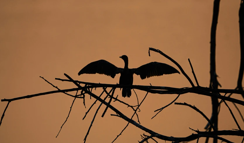 the silhouette of two birds sitting on top of nches