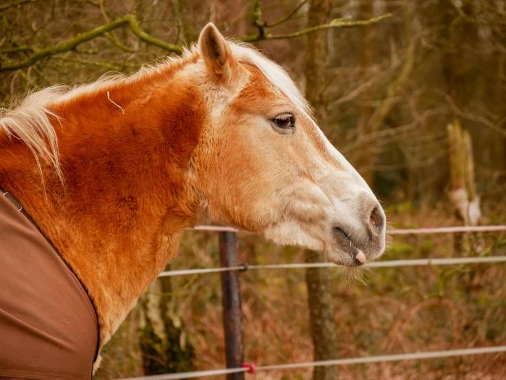 a horse in a field looking around