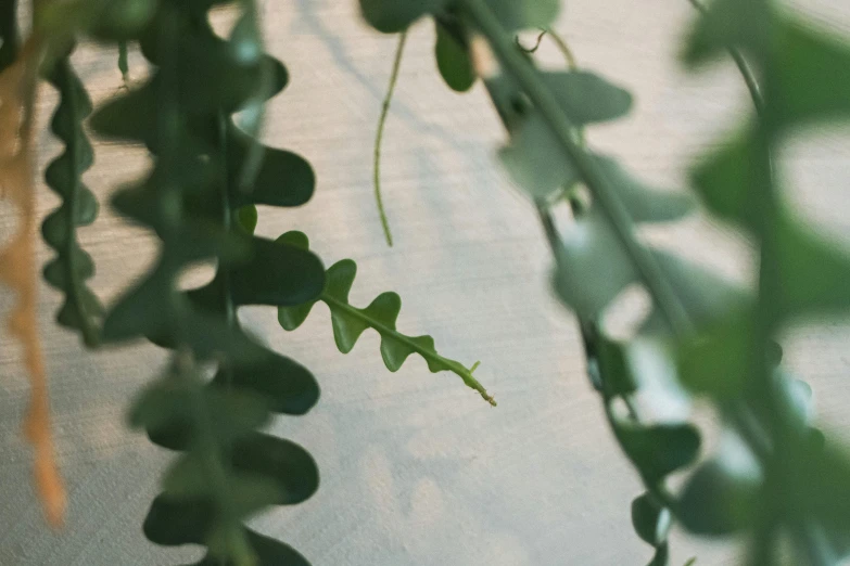 a view from below of a plant with leaves