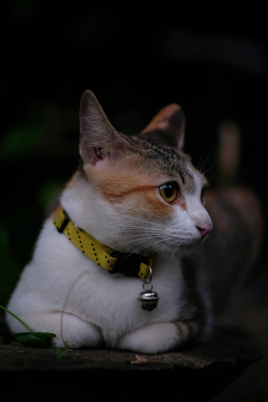 a small orange and white cat sitting down