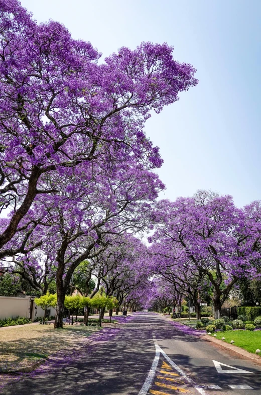 trees with purple blossoms along the street in a city