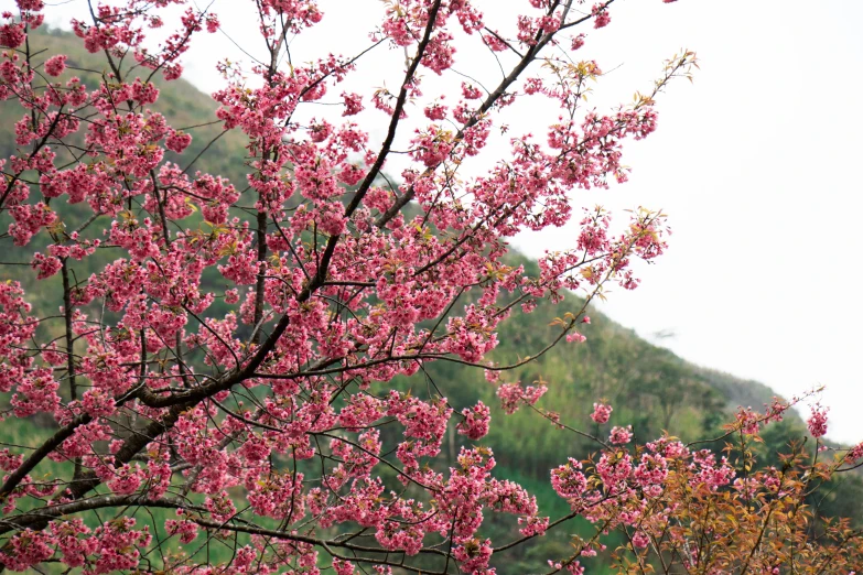 a flowery tree near mountains in front of a mountain