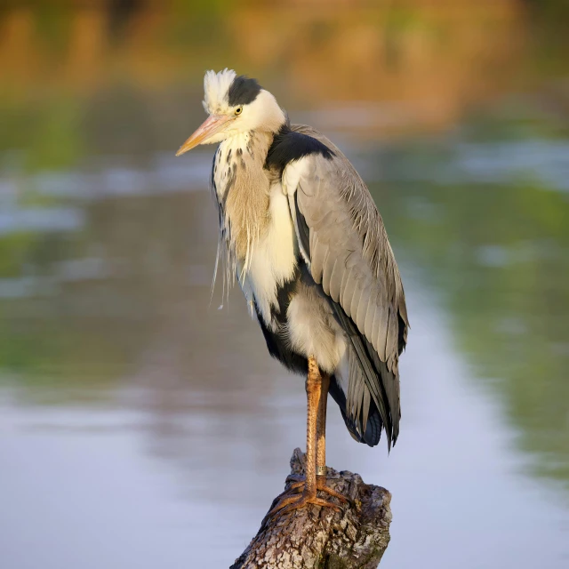 a bird with long legs and a grey head is perched on a nch near water