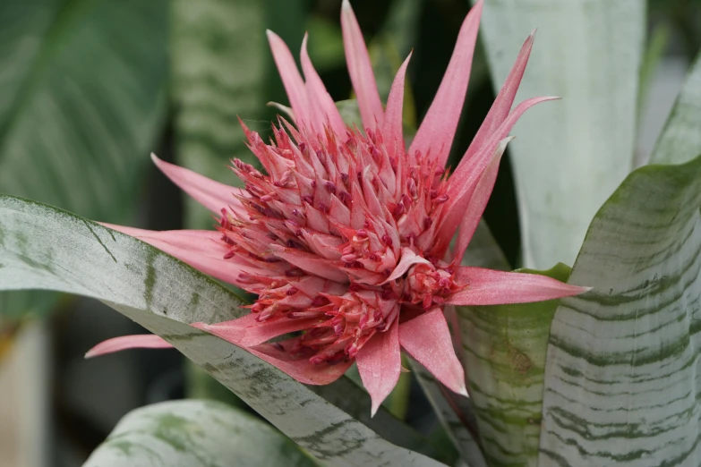 a close up s of the bud on a plant