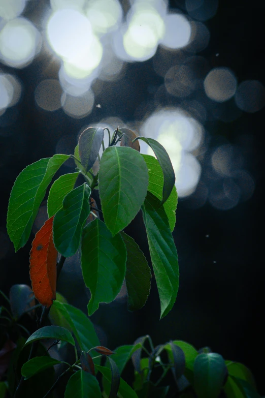 a green tree with red berry fruit on it's leaves