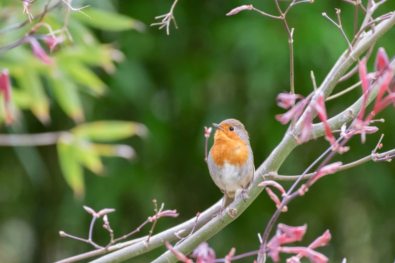 a little bird sitting on top of a tree nch