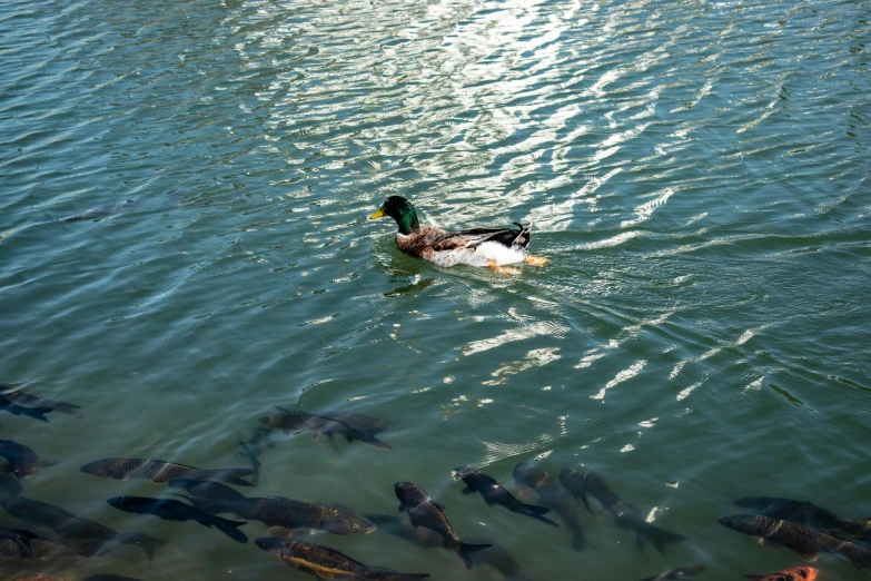 a group of fish swimming around an adult duck