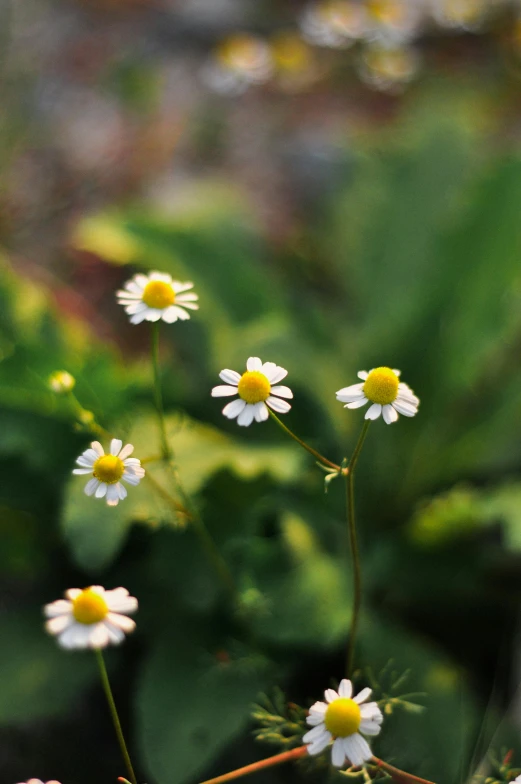 some daisies and other white flowers growing in a grassy area