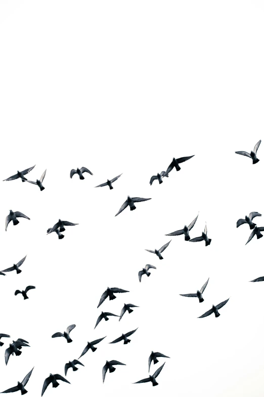 many birds in the sky flying next to each other