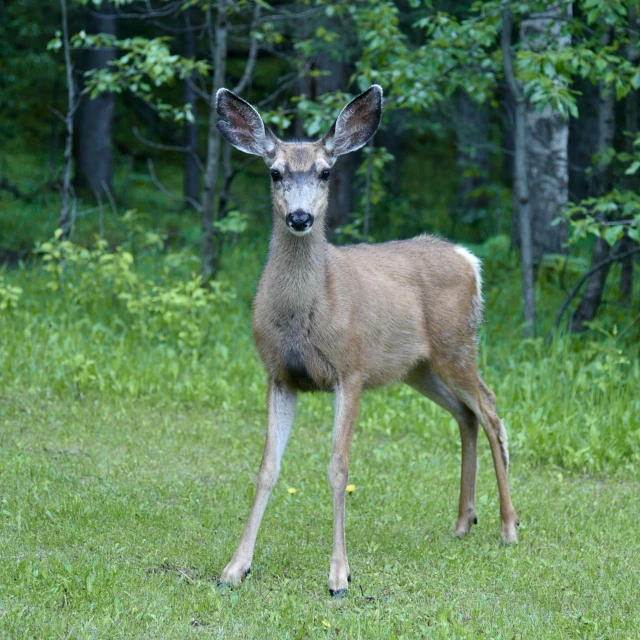 a deer is standing alone in a forest