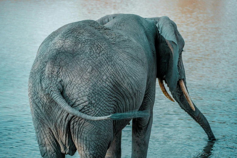 an elephant wading in water at the waters edge