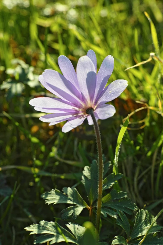 the small purple flower has been placed in the sun