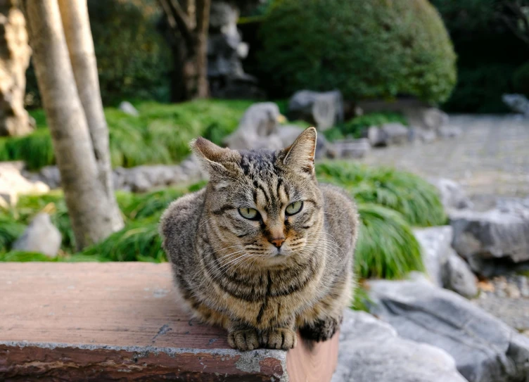 a cat sitting on the ledge looking down