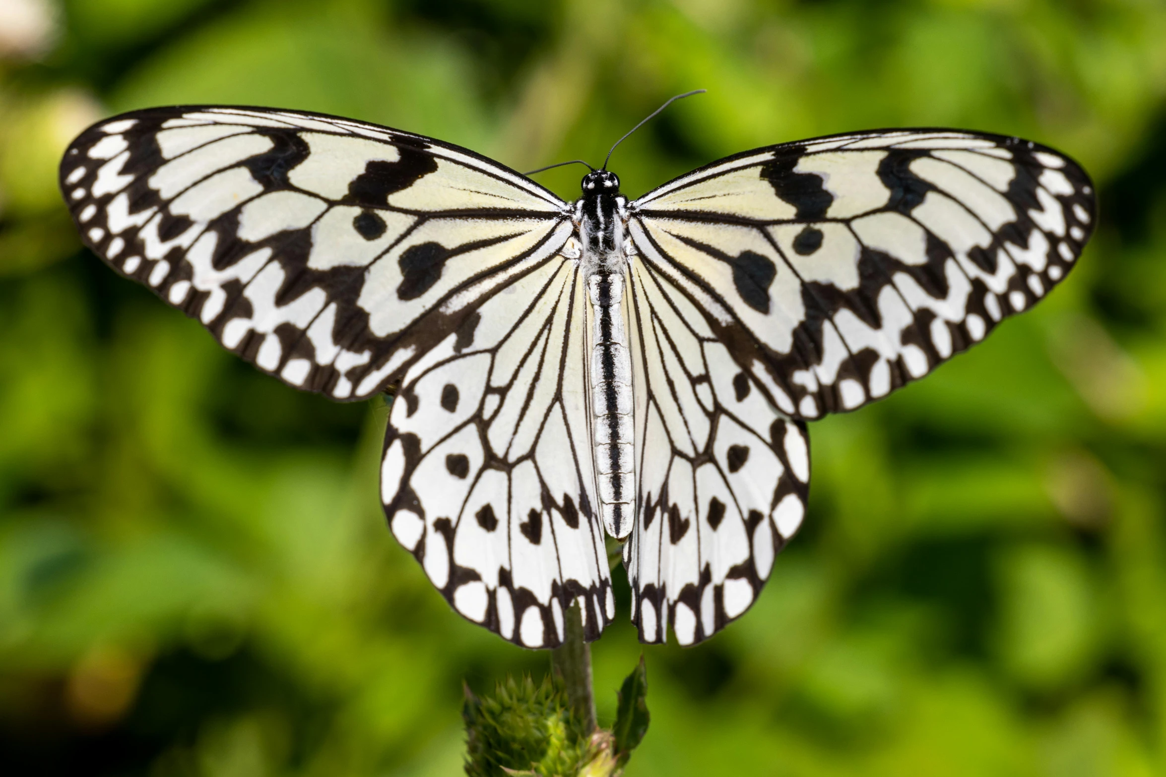 a erfly that is sitting on top of a plant