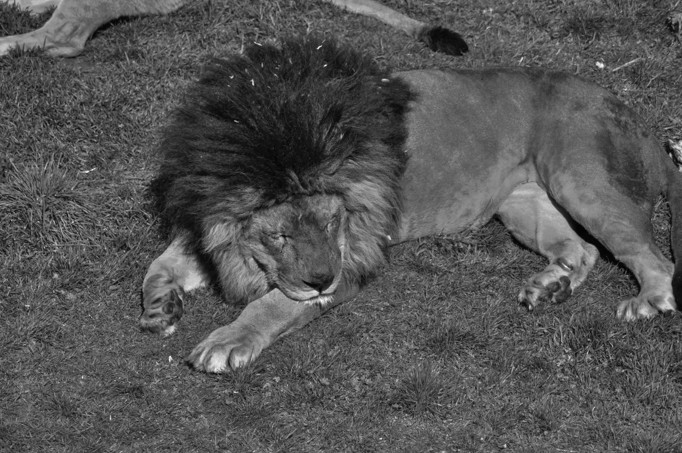 black and white po of a lion laying on the grass