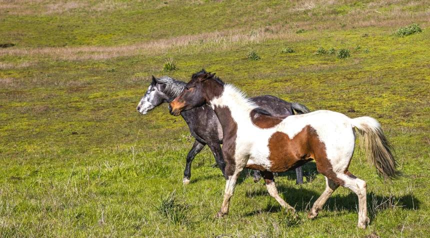 horses are walking through the open field together