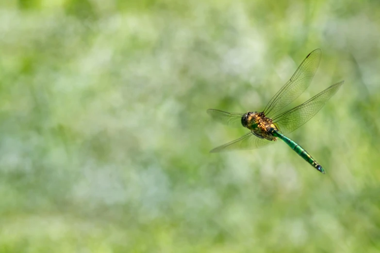 the large dragonfly is perched in the air