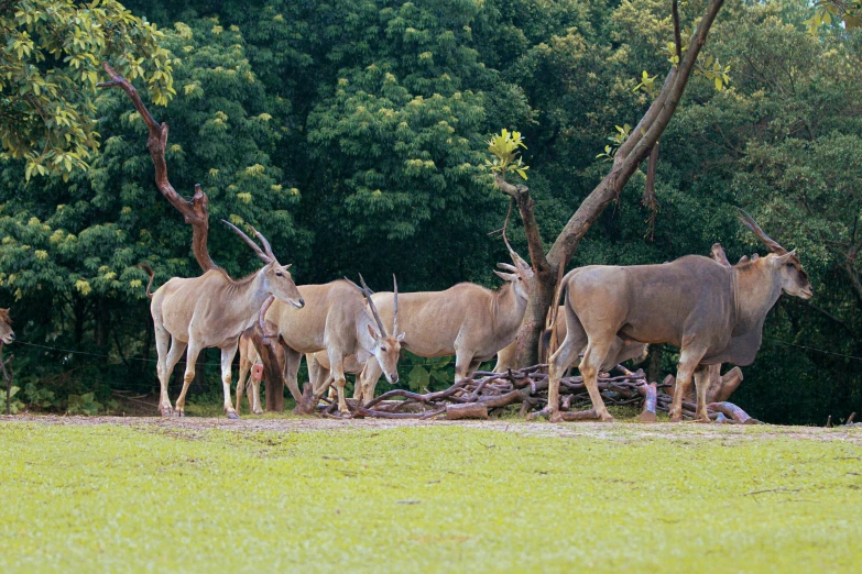 many animals standing on the grass under the trees