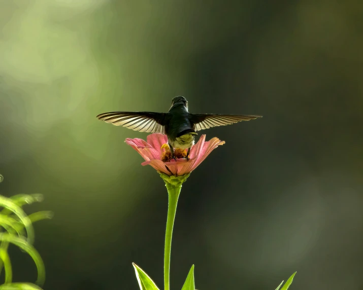 a hummingbird on top of a flower in front of some green leaves