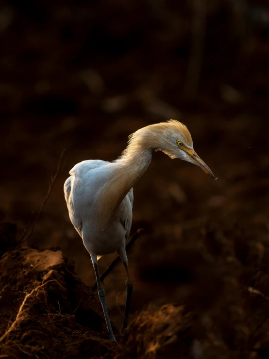 the white bird is walking around in the dirt