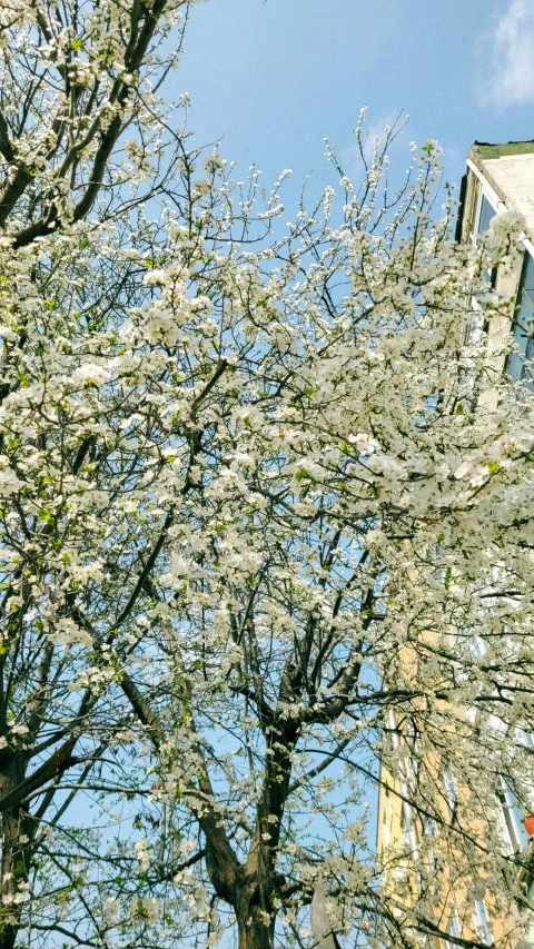 a view of a tree in bloom with buildings behind it