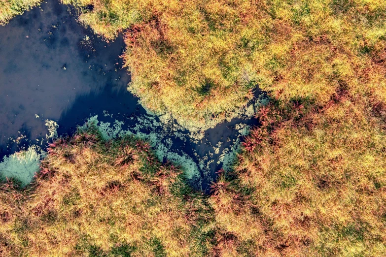 an aerial s of a blue stream in autumn foliage