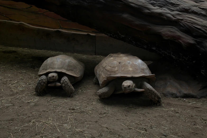 two tortoises sitting next to each other under a tree