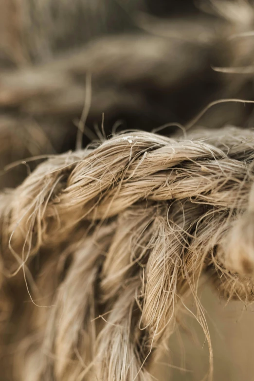 this is an image of a close up of hair on a horse