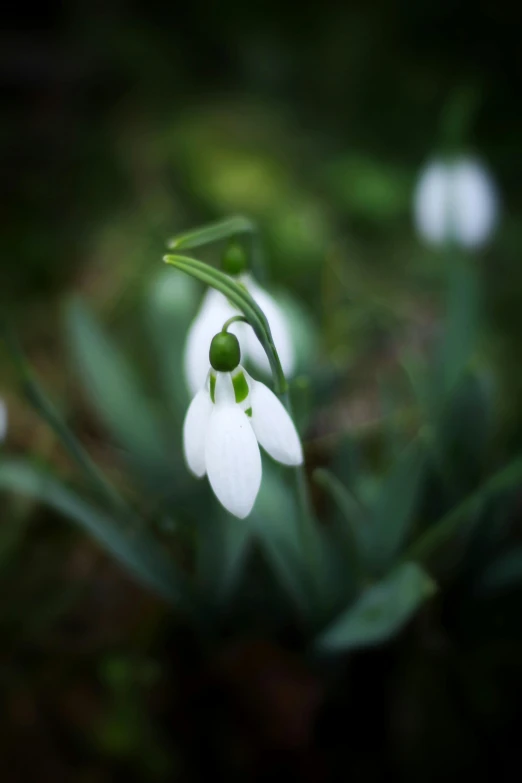 small flowers that are white in some water