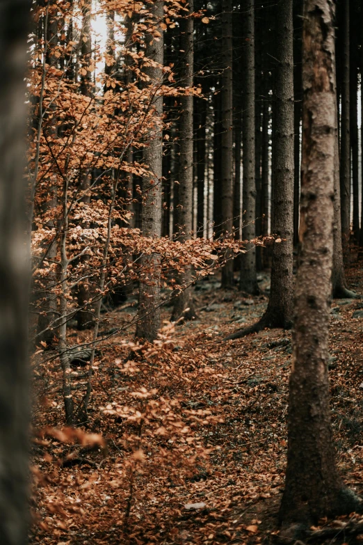 a forest with many different trees on it