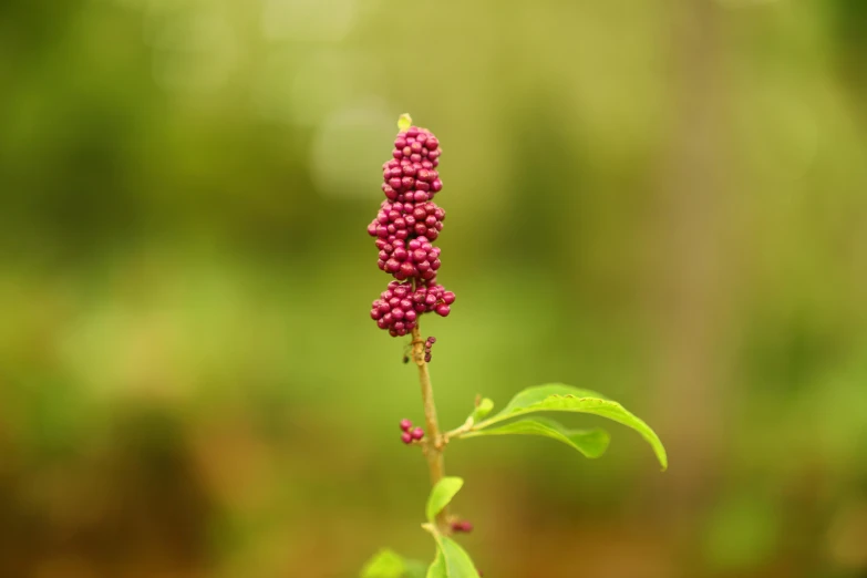 a close up image of a pink flower