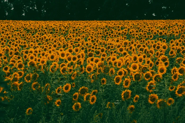 sunflowers line a field with the trees in the background