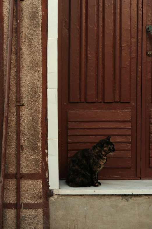 a cat sitting on the windowsill looking out of the window