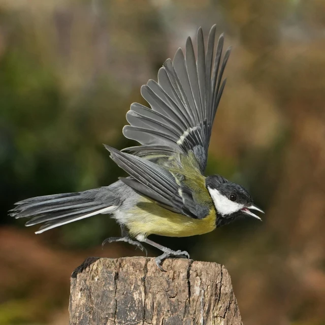 there is a bird with black and white on it's wings