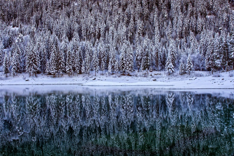 snowy evergreens and snow covered trees reflect in the water