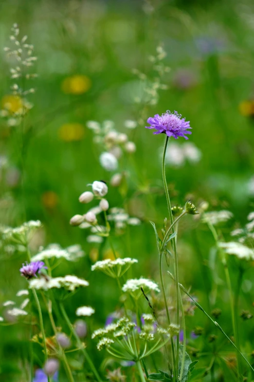 there is a purple flower in the grass