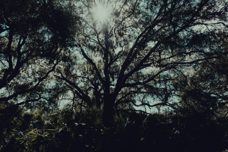 sun shining through the trees, seen from below